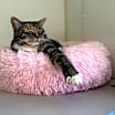 Thumbnail photo of Freya (LA Raya) #2