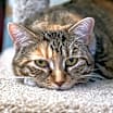 Thumbnail photo of Freya (LA Raya) #3
