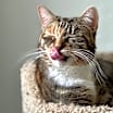 Thumbnail photo of Freya (LA Raya) #4