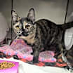 Thumbnail photo of Tamera #4