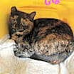 Thumbnail photo of Gigi #3
