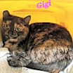 Thumbnail photo of Gigi #4