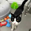 Thumbnail photo of Chandler #1