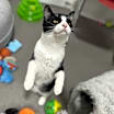 Thumbnail photo of Chandler #2