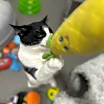 Thumbnail photo of Chandler #4