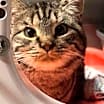 Thumbnail photo of Twiggy #1