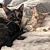 Thumbnail photo of Tortina & Louise #4