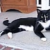 Thumbnail photo of Picasso #2