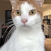 Thumbnail photo of Vinny #1