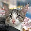 Thumbnail photo of Sundae #1