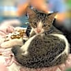 Thumbnail photo of Sundae #2