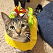 Thumbnail photo of Wilbur #4