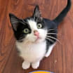 Thumbnail photo of Oliver #1