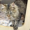 Thumbnail photo of Austin - at Petco Germantown #1