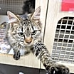 Thumbnail photo of Austin - at Petco Germantown #2