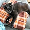 Thumbnail photo of Bindi #1