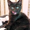 Thumbnail photo of Bindi #2