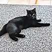 Thumbnail photo of Bindi #3