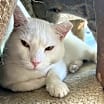 Thumbnail photo of Yeti #1