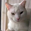 Thumbnail photo of Yeti #3