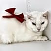 Thumbnail photo of Yeti #4