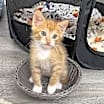 Thumbnail photo of Romo #1