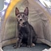 Thumbnail photo of Brooke #3