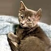 Thumbnail photo of Astrid #1