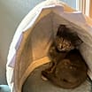 Thumbnail photo of Astrid #2