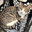 Thumbnail photo of Gwen #3