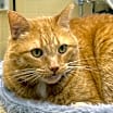 Thumbnail photo of Castiel #1