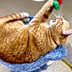 Thumbnail photo of Castiel #4