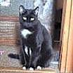 Thumbnail photo of Tinker #1