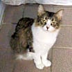 Thumbnail photo of Priscilla  FIV+ aka- MamaCat #1
