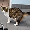 Thumbnail photo of Priscilla  FIV+ aka- MamaCat #2