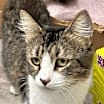 Thumbnail photo of Priscilla  FIV+ aka- MamaCat #3
