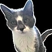 Thumbnail photo of Moose #1