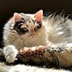 Thumbnail photo of Chloe #1