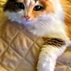 Thumbnail photo of Chloe #2