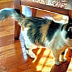 Thumbnail photo of Chloe #3
