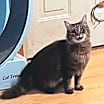 Thumbnail photo of Tinkerbelll #1