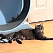Thumbnail photo of Tinkerbelll #2