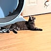 Thumbnail photo of Tinkerbelll #3