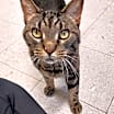 Thumbnail photo of GUNNAR #1