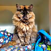 Thumbnail photo of Peaches #1