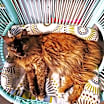 Thumbnail photo of Peaches #2