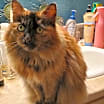 Thumbnail photo of Peaches #3