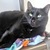 Thumbnail photo of Willis #1