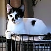 Thumbnail photo of Stella #1
