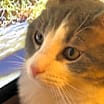 Thumbnail photo of Konnor (& Kendra) bonded #1
